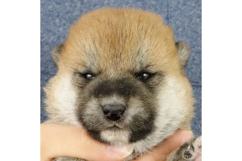 成約済の愛知県の柴犬-368127の4枚目